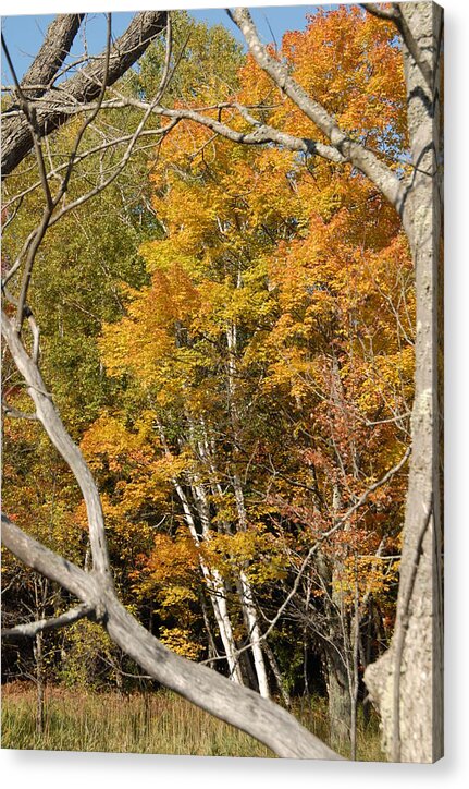 Mi Acrylic Print featuring the photograph Fall birch stand by David Campione