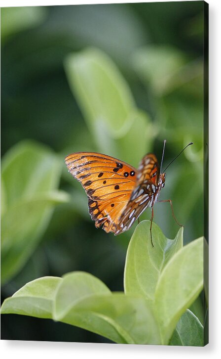 Butterfly Acrylic Print featuring the photograph Standing Around by Bill Linhares