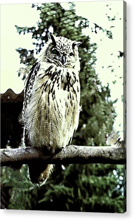 Wildlife Acrylic Print featuring the photograph Eagle Owl by Gerlinde Keating