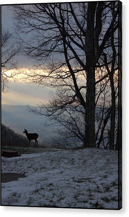 Deer Acrylic Print featuring the photograph Skyland Winter Vista by Miriam A Kilmer