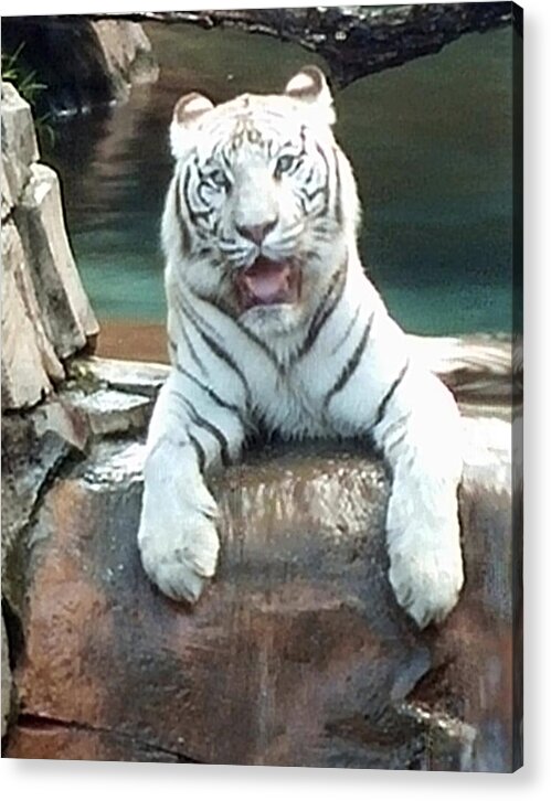 Tiger Acrylic Print featuring the photograph White Tiger by Rick Redman