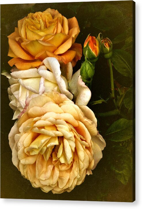 Roses Acrylic Print featuring the photograph Vintage Roses #1 by Richard Cummings