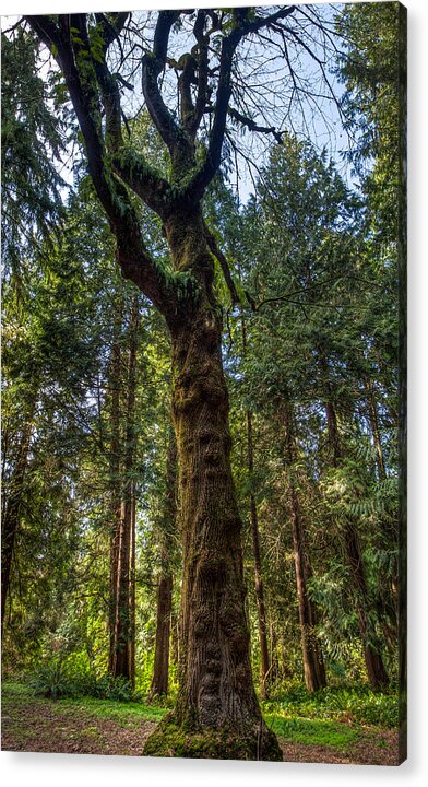 Tf-photography.com Acrylic Print featuring the photograph Seattle Arboretum by Tommy Farnsworth