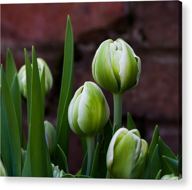 Cheekwood Acrylic Print featuring the photograph Tulip Buds by Paula Ponath