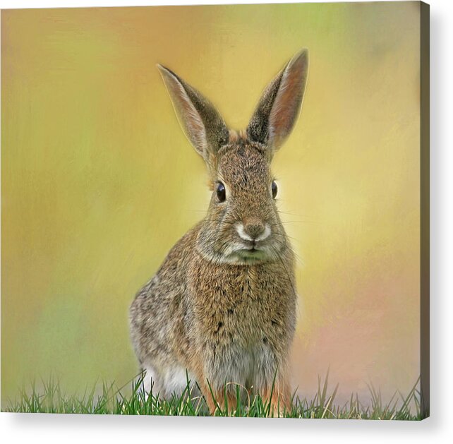 Bunny Acrylic Print featuring the photograph Hoppy Spring by Donna Kennedy