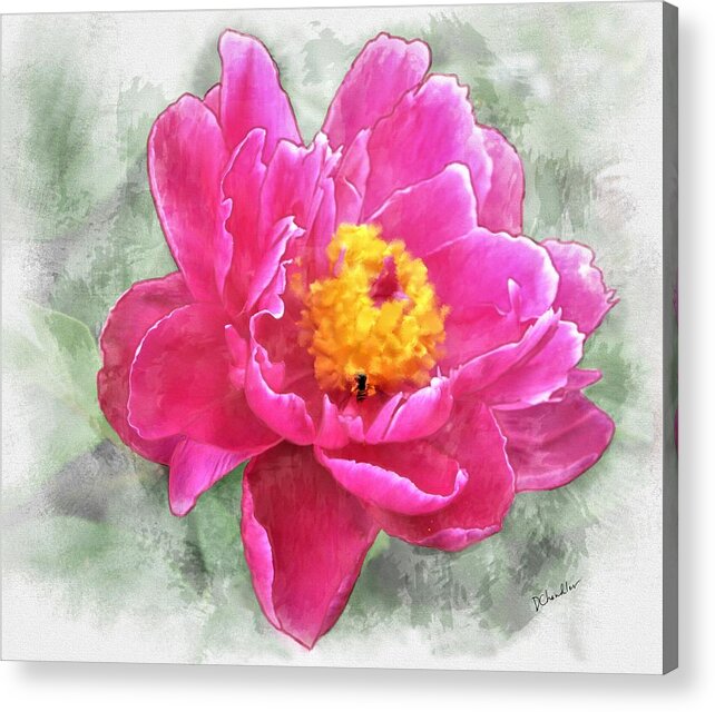 Peony Acrylic Print featuring the painting Peony and Bee by Diane Chandler