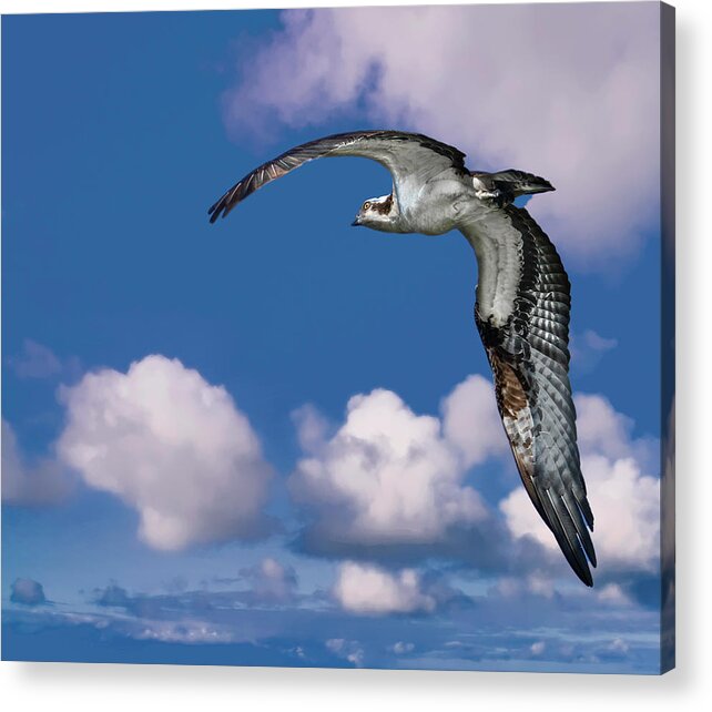 Backyard Acrylic Print featuring the photograph Soaring Osprey by Larry Marshall