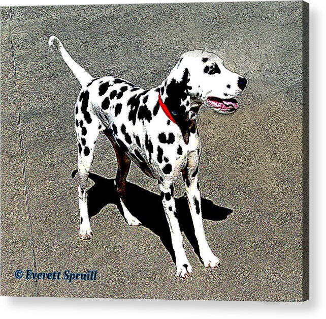 Everett Spruill Acrylic Print featuring the photograph Dalmation by Everett Spruill
