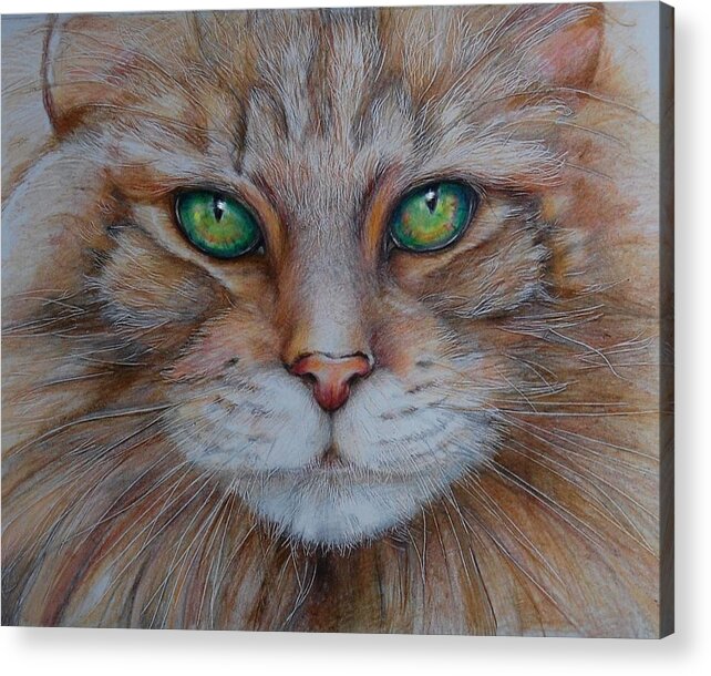 Cat Acrylic Print featuring the drawing Jenks by Jean Cormier