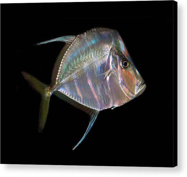 Look Down Angel Fish Acrylic Print featuring the photograph Look Down Angelfish by Carol Eade