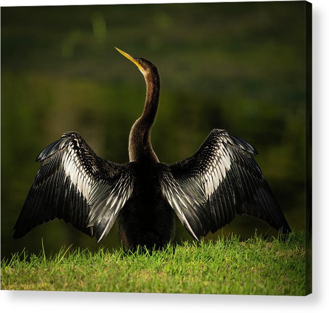 Birds Acrylic Print featuring the photograph American Darter by Larry Marshall