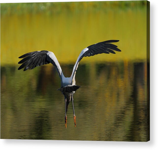 Birds Acrylic Print featuring the photograph Flying Wood Stork by Larry Marshall