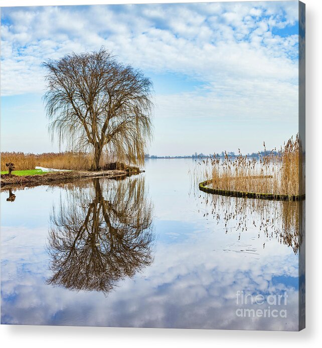 Weeping-willow Acrylic Print featuring the photograph Weeping-willow-1 by Casper Cammeraat