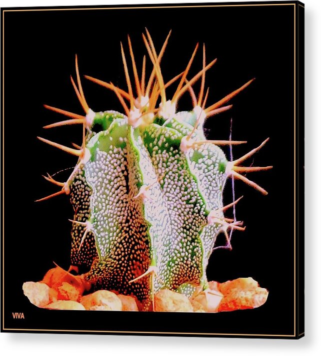 Cactus Acrylic Print featuring the photograph Crazy Cactus by VIVA Anderson