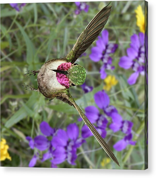 Bird Acrylic Print featuring the photograph Broad-Tailed Hummingbird - Phone Case by Gregory Scott