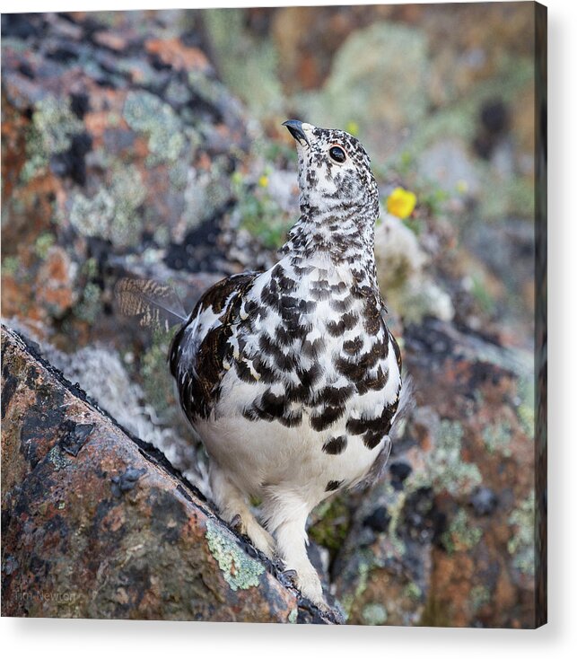 Ptarmigan Acrylic Print featuring the photograph Cliffside Showoff by Tim Newton