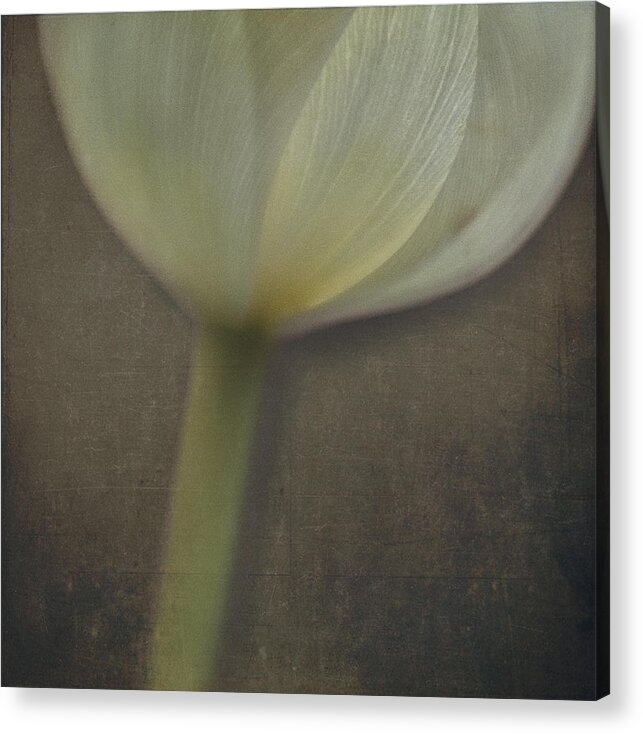 Tulip Acrylic Print featuring the photograph Delicate Goblet by Kevin Bergen