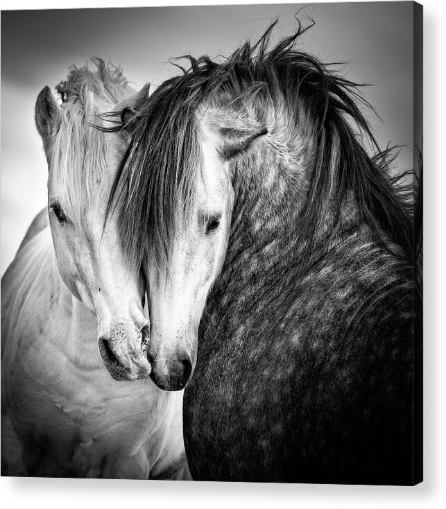Horse Acrylic Print featuring the photograph Friends II Square by Tim Booth