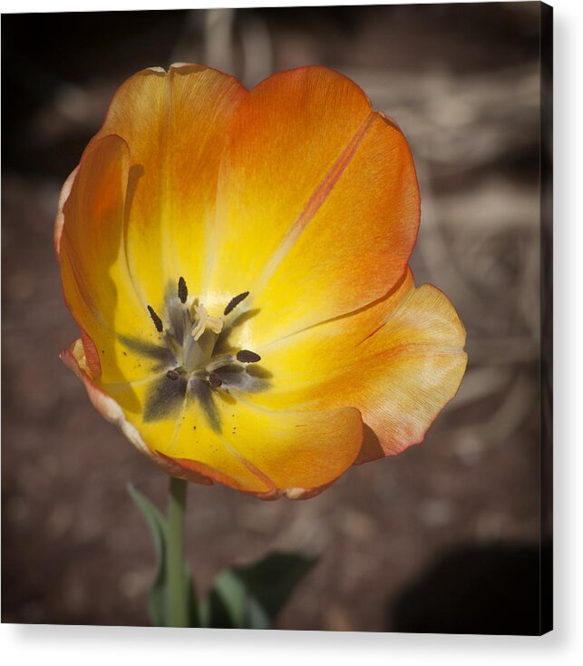 Tulip Acrylic Print featuring the photograph Multihued by Morris McClung