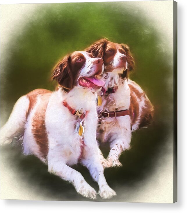 Spaniels Acrylic Print featuring the photograph Spaniels by Eleanor Abramson