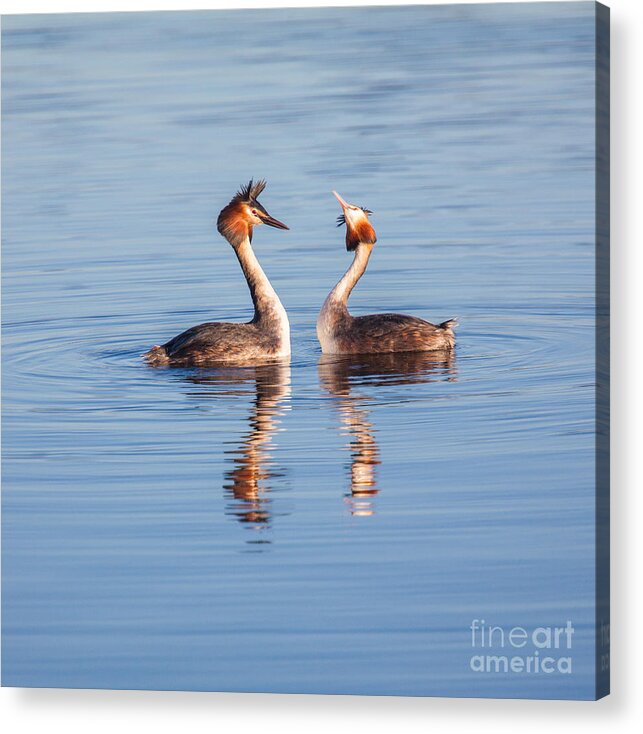 Fuut Acrylic Print featuring the photograph You're kidding by Casper Cammeraat