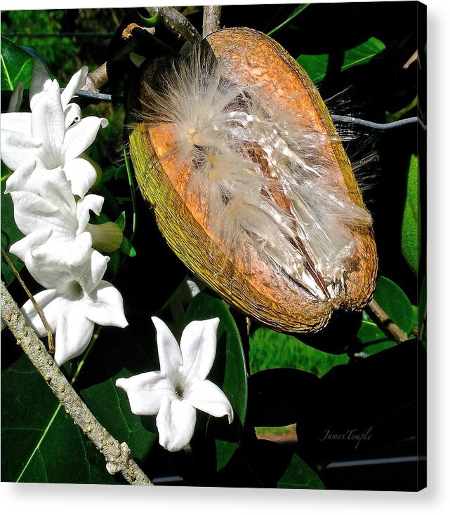 The Seeds Of Summer Acrylic Print featuring the photograph The Seeds Of Summer by James Temple