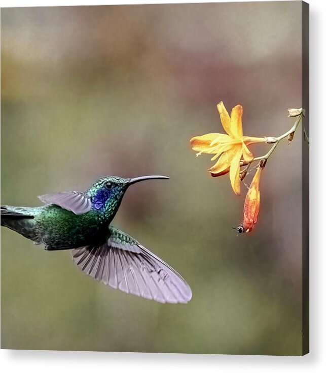 Gary Johnson Acrylic Print featuring the photograph Talamanca Hummingbird #4 by Gary Johnson