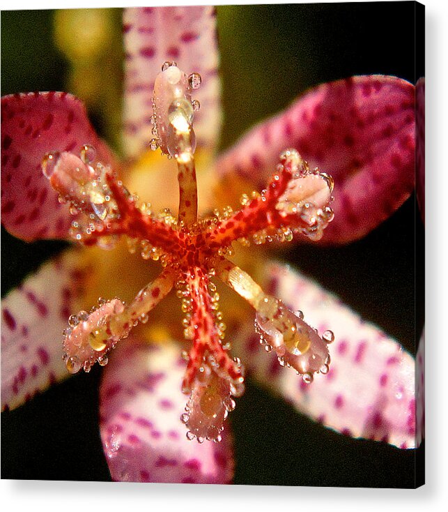 Flower Acrylic Print featuring the photograph Dropmatica by Richard Cummings