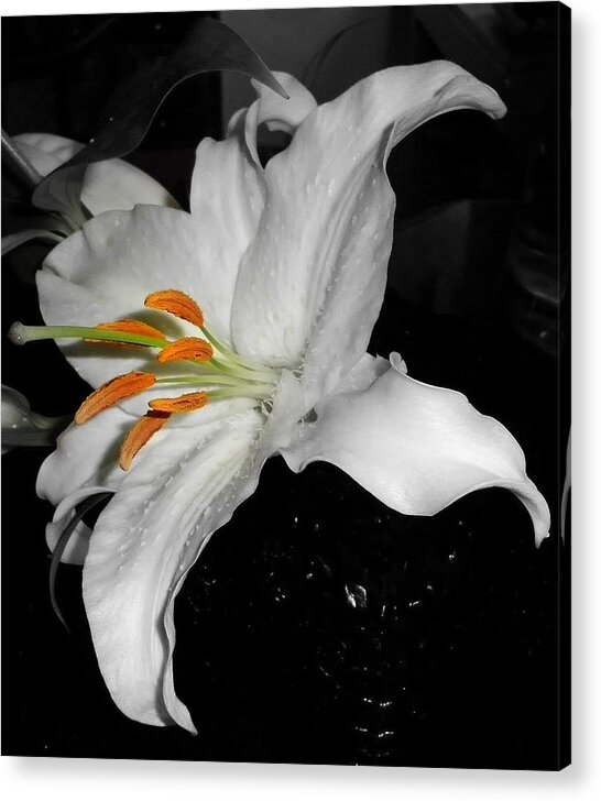Lily Acrylic Print featuring the photograph Lily Bell by Sian Lindemann