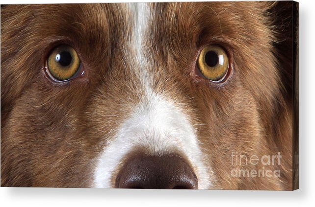 Border Collie Acrylic Print featuring the photograph Border Collie Eyes #1 by Christine Steimer