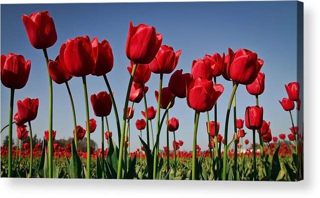 Tulips Acrylic Print featuring the photograph Field of Red Tulips by Athena Mckinzie