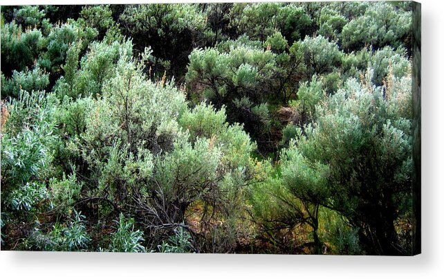 Sage Acrylic Print featuring the photograph Sage by Kathy Bassett