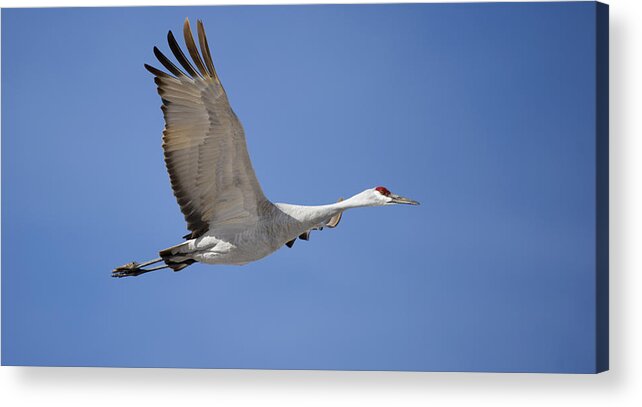 Bosque Acrylic Print featuring the photograph Sandhill Crane in flight #1 by Gary Langley