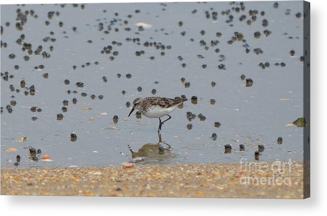 Birds Acrylic Print featuring the photograph Semipalmated Sandpiper #1 by James Petersen