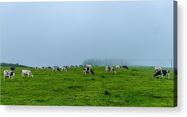 Cows In The Field Acrylic Print featuring the photograph Cows in the Field by Joseph Amaral
