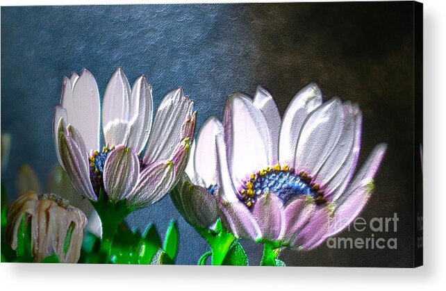 Flower Acrylic Print featuring the photograph African Daisy Detail by Donna Brown