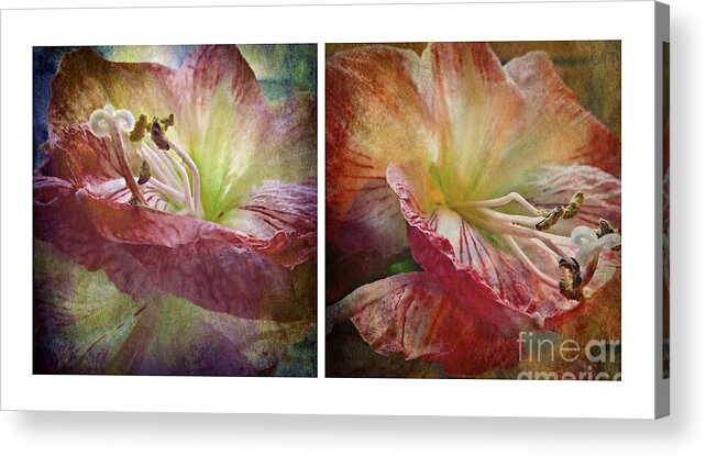 Amaryllis Acrylic Print featuring the photograph Amaryllis Diptych by Patricia Strand