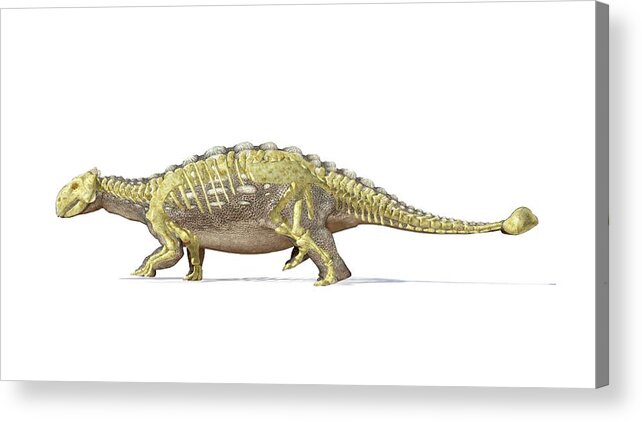 Prehistoric Era Acrylic Print featuring the digital art Ankylosaur Dinosaur Skeleton, Artwork by Leonello Calvetti