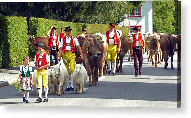 Switzerland Acrylic Print featuring the photograph Appenzell Parade of Cows by Ginger Wakem