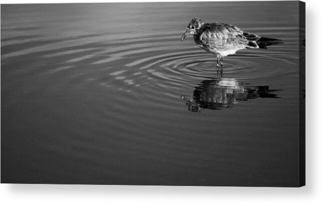 Bird Acrylic Print featuring the photograph Bird and Ripples by Daniel Woodrum