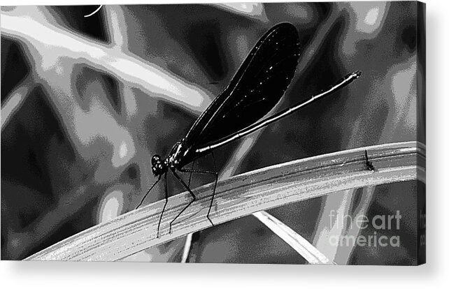 Insect Acrylic Print featuring the photograph Black And White Damselfly by Donna Brown