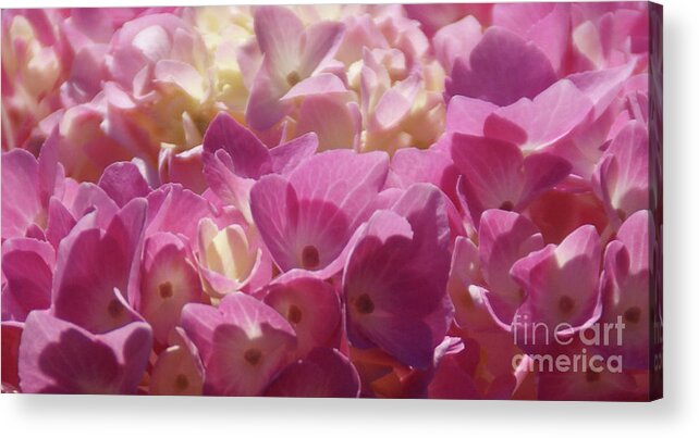 Hydrangea Acrylic Print featuring the photograph Buttercream by Linda Shafer