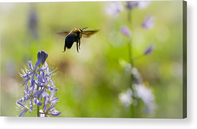 Bumble Bee Acrylic Print featuring the photograph Buzz Off by Annette Hugen