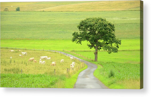 Scenics Acrylic Print featuring the photograph Cows On Pasture And Oak Tree At Farm by Knaupe