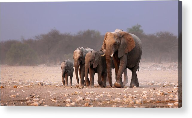 Wild Acrylic Print featuring the photograph Elephant herd by Johan Swanepoel