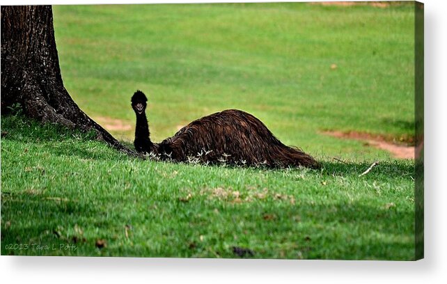 Emu Acrylic Print featuring the photograph Emu at Rest by Tara Potts
