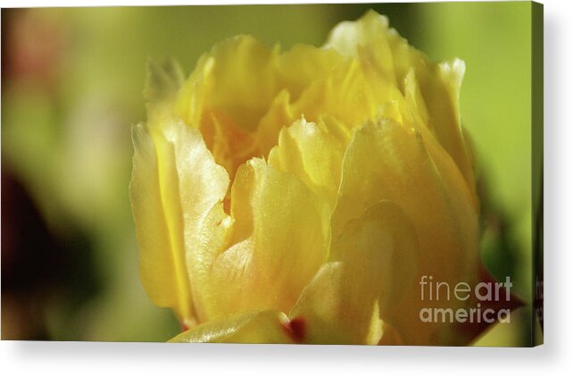 Cacti Acrylic Print featuring the photograph Feathered In Yellow by Linda Shafer