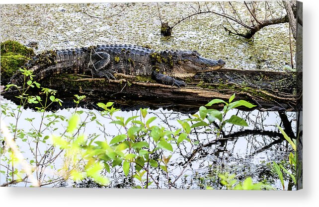 Alligator Acrylic Print featuring the photograph Gator Camoflage by Norman Johnson