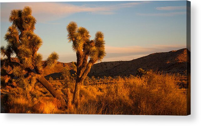 Joshua Tree Acrylic Print featuring the photograph Golden landscape by Kunal Mehra