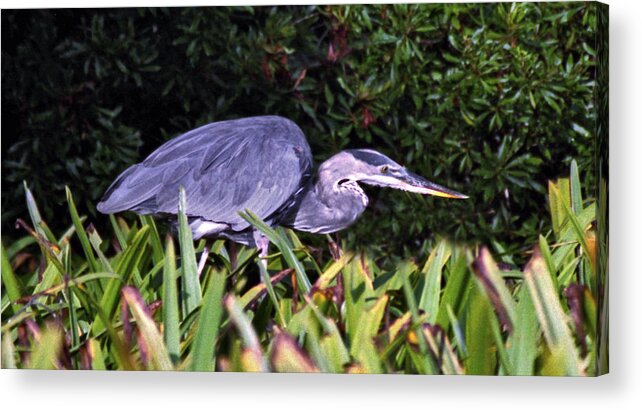 Animal Photography Acrylic Print featuring the photograph Great Blue On The Hunt. Chassahowtizka N.W.R. by Chris Kusik